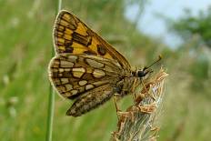 Polyommatus ferretis - Gelbwürfeliger Dickkopffalter